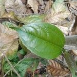 Aristolochia acuminata 葉