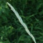 Elymus repens Flower