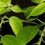 Pouzolzia guatemalana Leaf