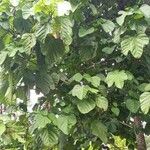 Cola cordifoliaपत्ता