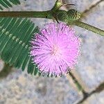 Mimosa pudicaFleur