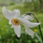 Narcissus poeticus Fula