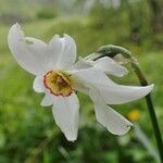 Narcissus poeticus Blomma