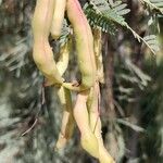 Prosopis koelziana Fruit