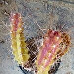 Echinocereus pentalophus