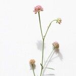 Dorycnopsis gerardi Bloem