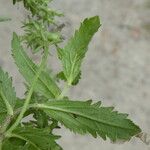 Veronica teucrium Листок