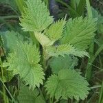 Boehmeria japonica Feuille