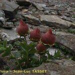 Geum reptans Habit