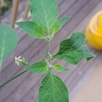 Solanum americanum Φύλλο