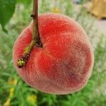 Prunus persica Fruit