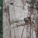 Artocarpus altilis Bark