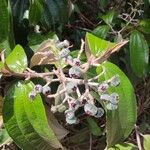 Miconia albicans Fruchs