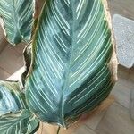 Calathea ornataLeaf