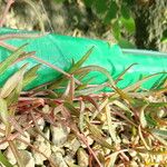 Ceropegia linearis Συνήθη χαρακτηριστικά