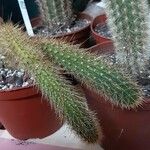 Bergerocactus emoryi Hábito