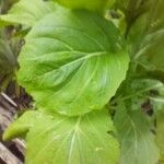 Brassica juncea 葉