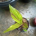 Calanthe triplicata Leaf