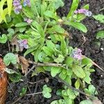 Myosotis alpestrisBlomst