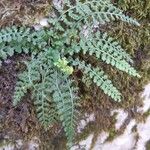 Asplenium fontanum Folio