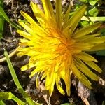 Taraxacum palustre Blomst