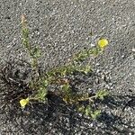 Oenothera humifusa Habit