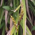 Carex digitata Квітка