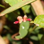 Calopogonium mucunoides Fleur