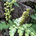 Anemia tomentosa Fruit