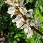 Francoa sonchifolia