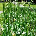 Allium cepa موطن