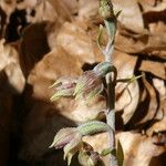 Epipactis microphylla Kvet