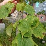 Tilia × europaea পাতা