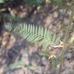 Aeschynomene villosa Leaf