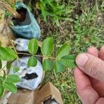 Spondias tuberosa Leaf