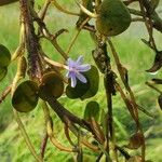Eichhornia diversifolia Blüte
