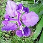 Iris tectorum Цвят