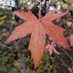 Liquidambar orientalisList