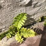 Asplenium foreziense Fuelha