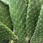 Consolea rubescens Hoja