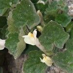 Asarina procumbens Kvet