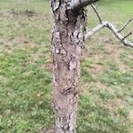 Quercus garryana Corteza