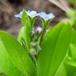 Myosotis sparsiflora Deilen