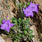 Ruellia parryi Flower