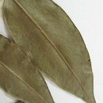 Myrcia bracteata Otro