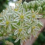 Albuca bracteata Kvet