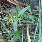 Bidens cernua花