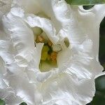 Eustoma grandiflorum Квітка