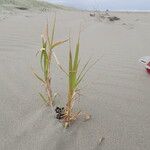 Phragmites karka Habit