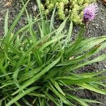 Liatris spicata Leaf